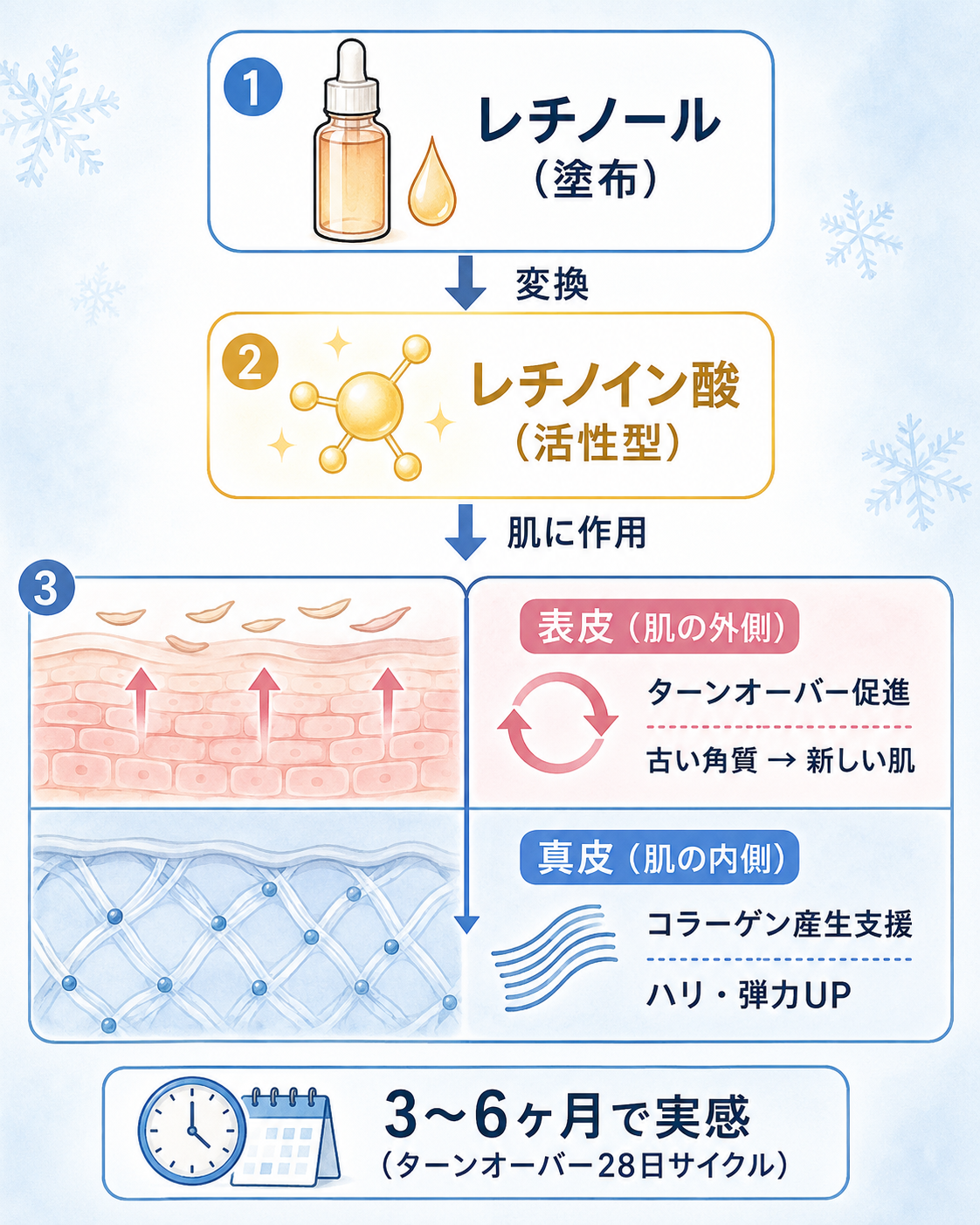 レチノールの作用機序図（塗布→レチノイン酸変換→表皮ターンオーバー促進+真皮コラーゲン産生支援）