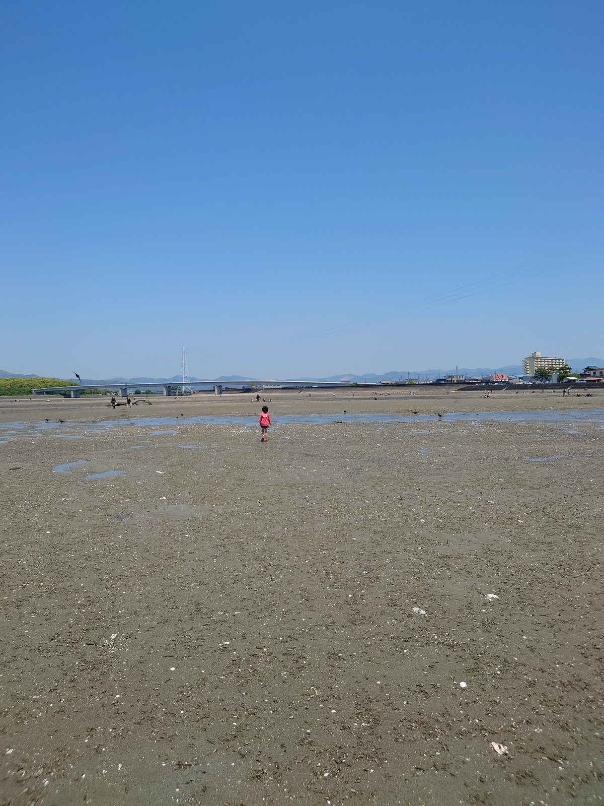 子供が広い干潟で貝を探している後ろ姿