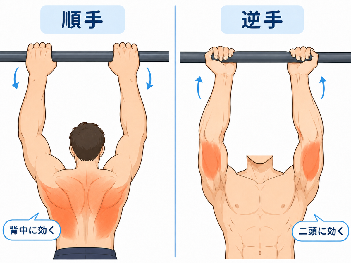 斜め懸垂の順手と逆手で効く筋肉の違い(順手=背中/逆手=二頭)