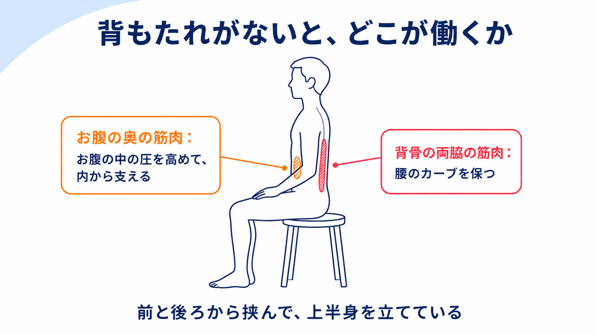背もたれのない椅子に座ったとき、お腹の奥の筋肉と背骨の両脇の筋肉が働いて上半身を支えていることを示した解説図